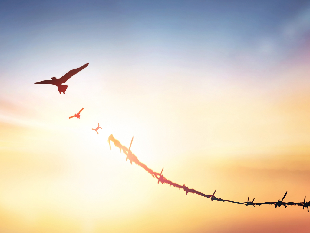 Barbed wire transforming into birds in flight