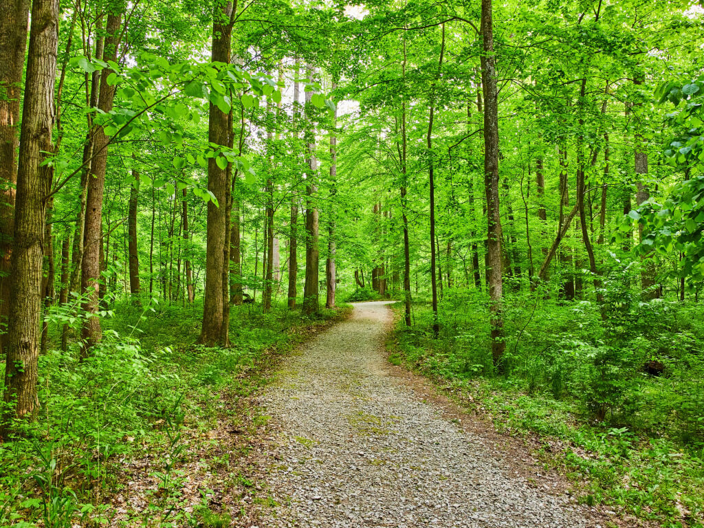 Wooded path